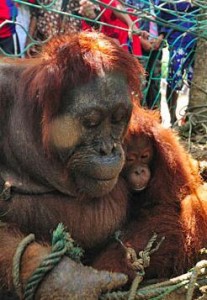 orangutan-torturada2